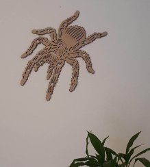 Tarantula Spider Image