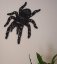 Pavouk Tarantule obraz