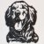 Retriever obraz
