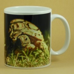 Hrnčeková korytnačka