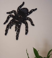 Pavouk Tarantule obraz
