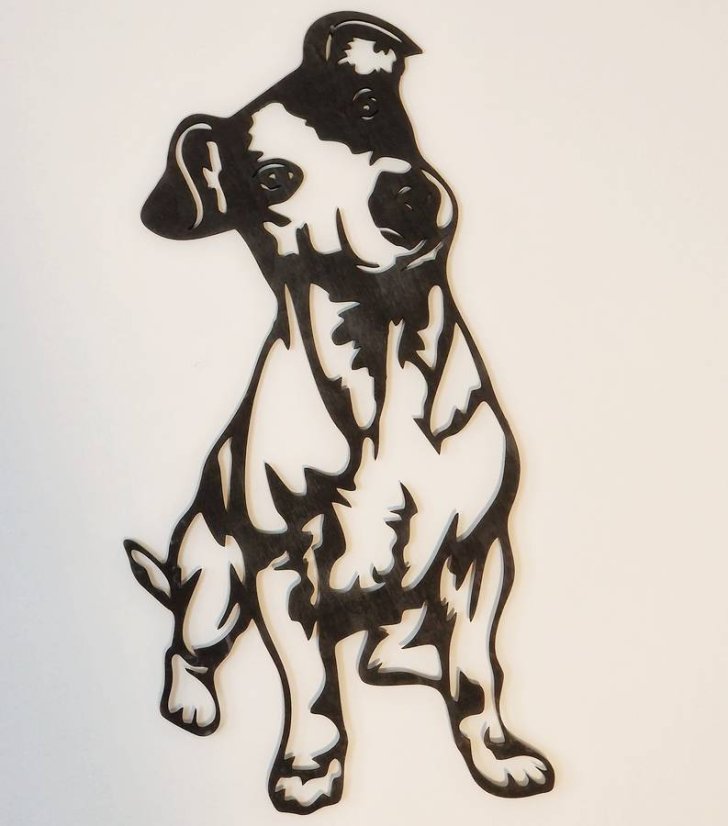 Jack russell teriér obraz