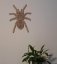Tarantula pavúk 2 obrázok