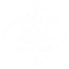 Pes v aute Americký buldok nálepka na auto