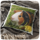 Polštáře s hotovým motivem - Chcete na produkt připsat jméno, změnit text? - Nechci žádné úpravy