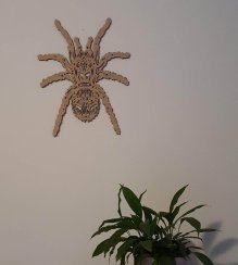 Pavouk Tarantule 2 obraz